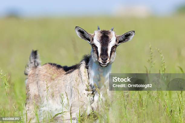 Capra Aegagrus Hircus Goat Stock Photo - Download Image Now - Agriculture, Beginnings, Childhood