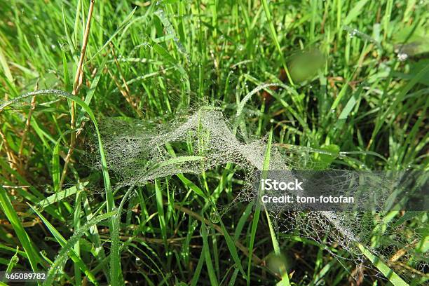 Bedewed Cobweb In The Grass Stock Photo - Download Image Now - 2015, Blade of Grass, Bright