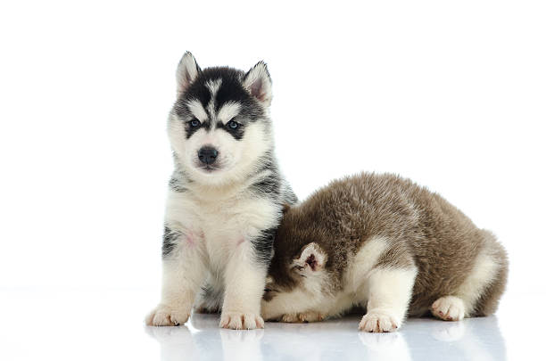 istock Two siberian husky laying and looking 465090144