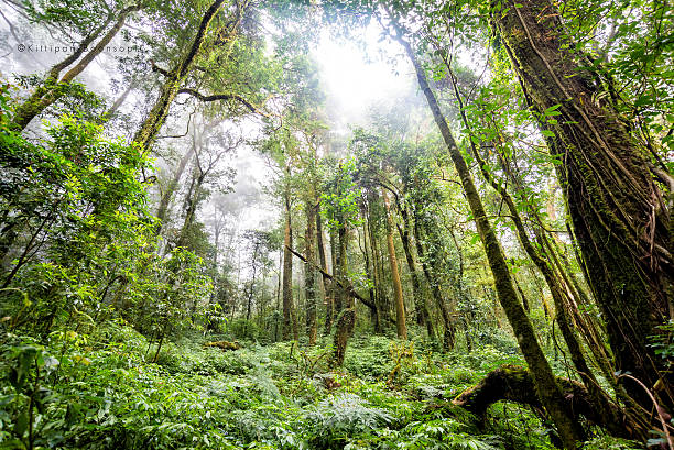 istock tree forest in autumn season of thailand 465090177