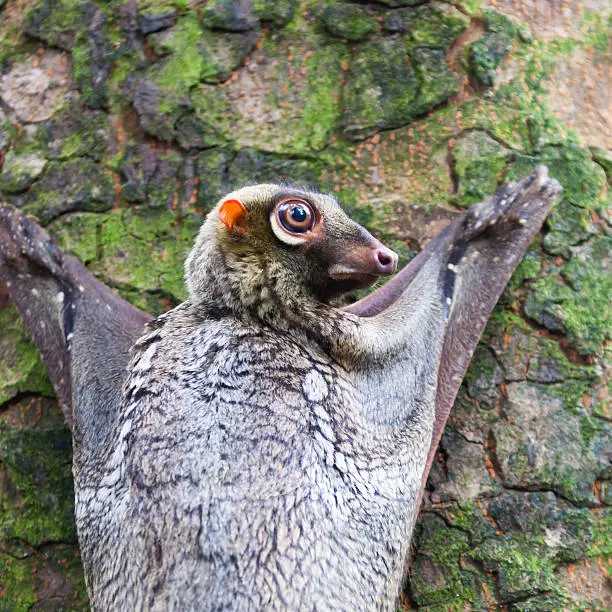 A Sunda flying lemur (Galeopterus variegatus) clings to a tree in the rainforests of Southeast Asia.