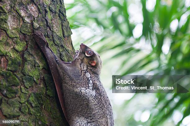 Colugo De La Sonda Foto de stock y más banco de imágenes de Aire libre - Aire libre, Animal, Animales salvajes