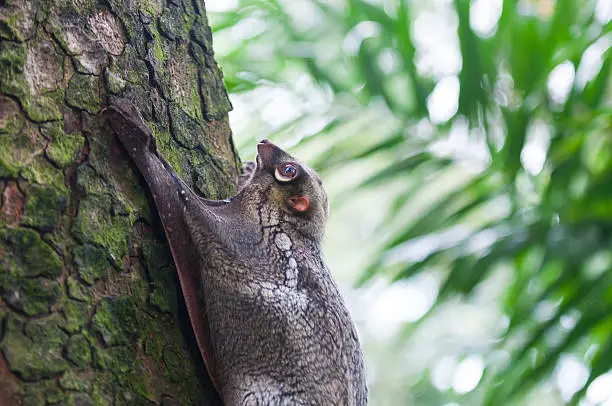 A Sunda flying lemur (Galeopterus variegatus) clings to a tree in the rainforests of Southeast Asia.