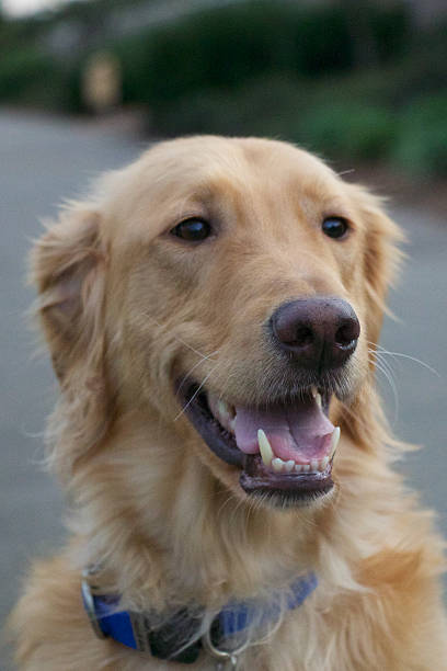 istock Golden Retriever Dog 465090858