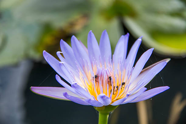 istock Beautiful violet lotus flower 465091122