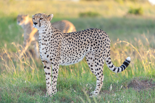 African Cheetah near Otjiwarongo at Otjozondjupa Region, Namibia
