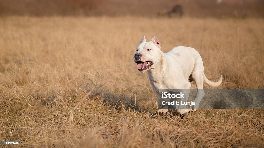 Female Dogo Argentino in run Argentina Stock Photo
