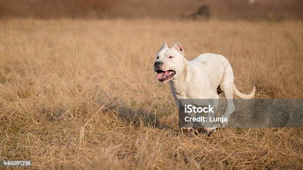 Female Dogo Argentino In Run Stock Photo - Download Image Now - Argentina, Great Dane, Mastiff