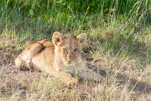 A lion cub on the plains of the Kenya, green grass in the background