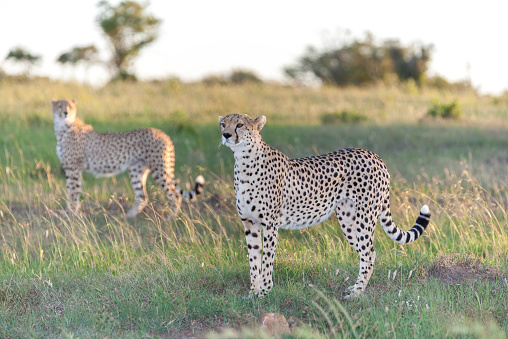 Close-up portrait of a  two cheetahs on a background of savanna