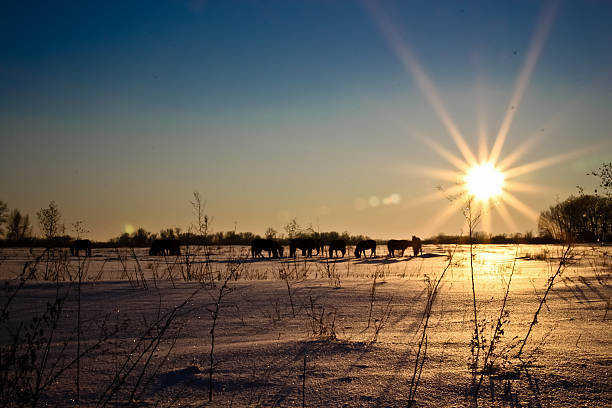 zachód słońca w zimowym river. - рассвет zdjęcia i obrazy z banku zdjęć