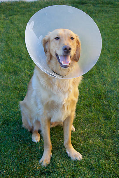 istock Golden Retriever Dog with Cone 465092638
