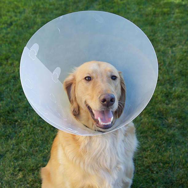 istock Golden Retriever Dog with Cone 465092688