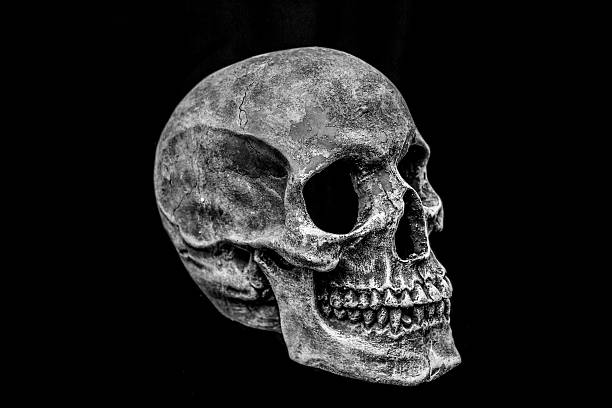 istock Side view of a human skull against a black background 465092768
