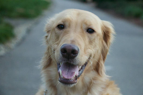 istock Golden Retriever Dog 465093104
