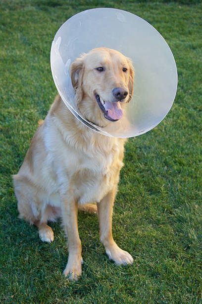istock Golden Retriever Dog with Cone 465093162