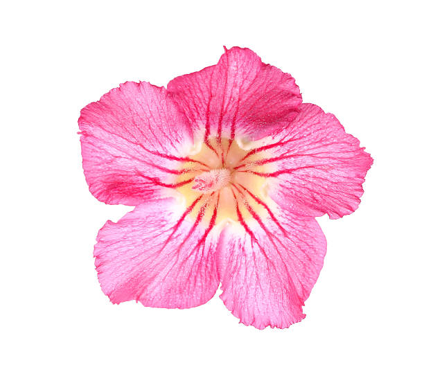istock Desert rose on isolated white background. 465093278