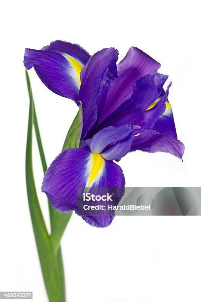 Iris Flor Púrpura Oscura Sobre Fondo Blanco Foto de stock y más banco de  imágenes de Amarillo - Color - Amarillo - Color, Azul, Blanco - Color -  iStock