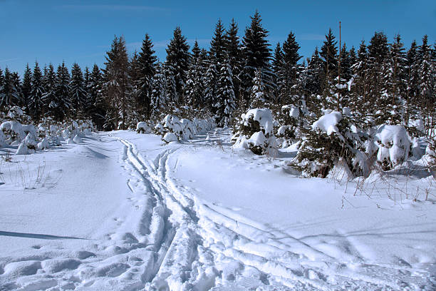 winterlandschaft - schneelandschaft - fotografias e filmes do acervo