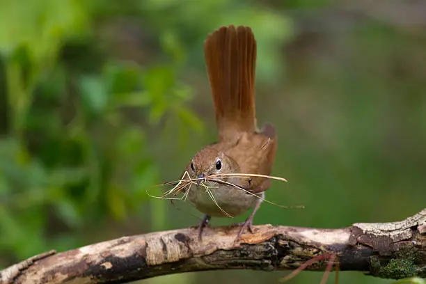 Nightingale, Luscinia megarhynchos; Nightingale