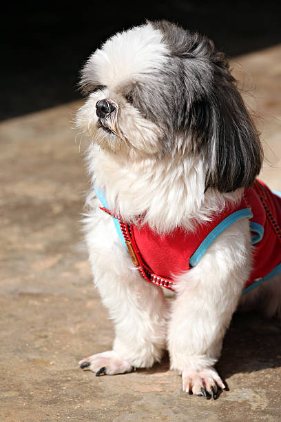 istock Shih tzu Dogs are sit. 465094089