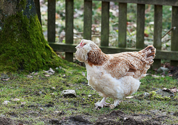 Chicken head with tuft. Silver-gray tint feathered bird. Hen head on blurred background