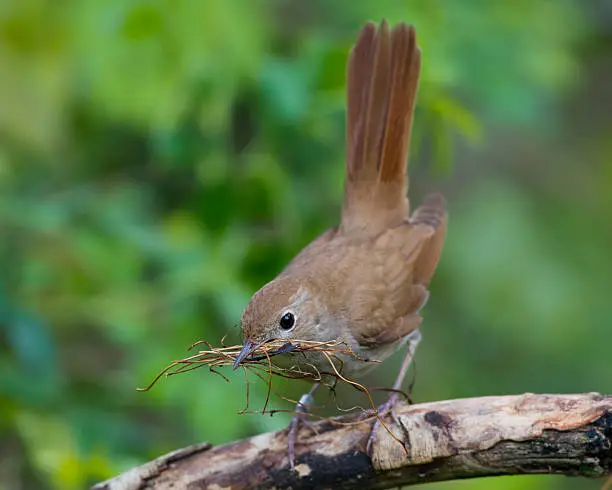 Nightingale, Luscinia megarhynchos; Nightingale