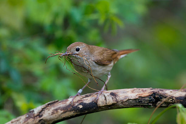 istock Nightingale, Luscinia megarhynchos; Nightingale 465094847
