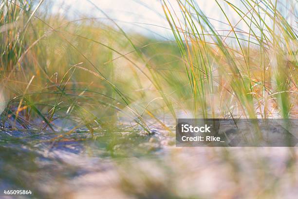 Marram Grass Stock Photo - Download Image Now - 2015, Beach, Denmark