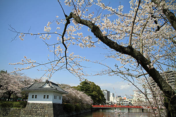 小田原城、日本の桜 - 小田原城 ストックフォトと画像