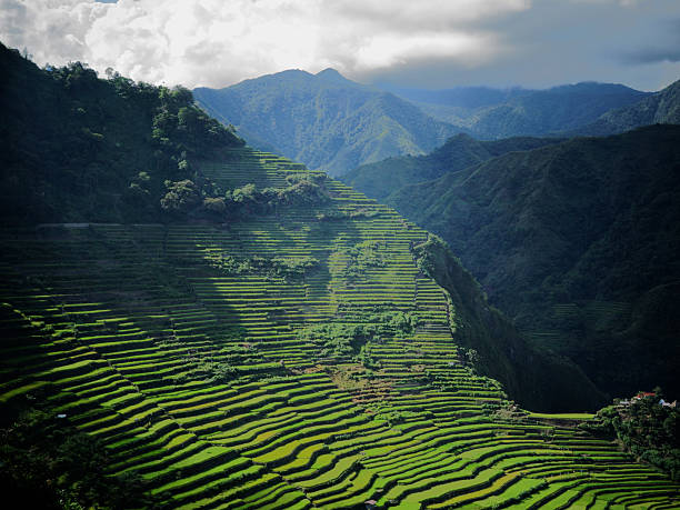 rizières en terrasse spectaculaires en batad, aux philippines - millet terrace photos et images de collection