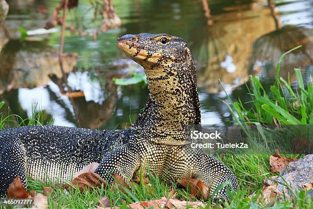 Water Monitor Stock Photo - Download Image Now - Amphibian, Ancient, Animal