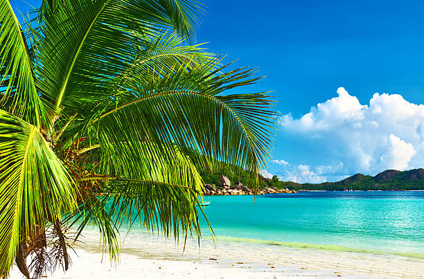 istock Beautiful beach with palm tree at Seychelles 465097940