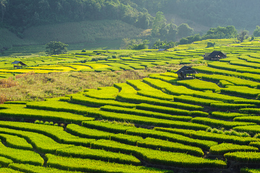 Beautiful Green Terraced Rice Field in Chiangmai, Thailand