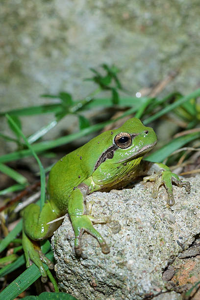 istock Hyla meridionalis, Mediterranean tree frog 465099482