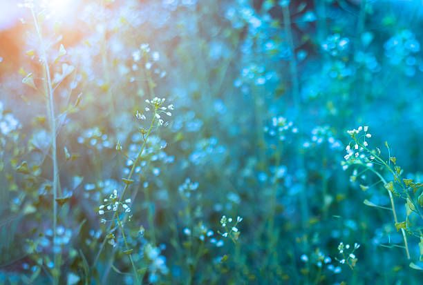 istock flowers in the meadow 465100126