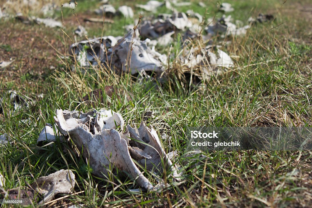 Bones of livestock on green grass Several bones and skulls of livestock on green grass 2015 Stock Photo