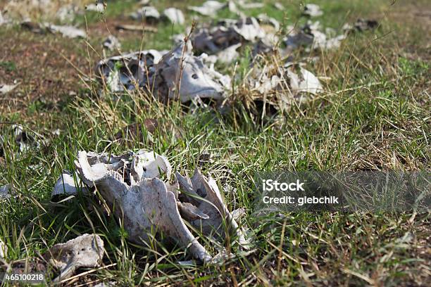 Bones Of Livestock On Green Grass Stock Photo - Download Image Now - 2015, Animal Bone, Animal Skull