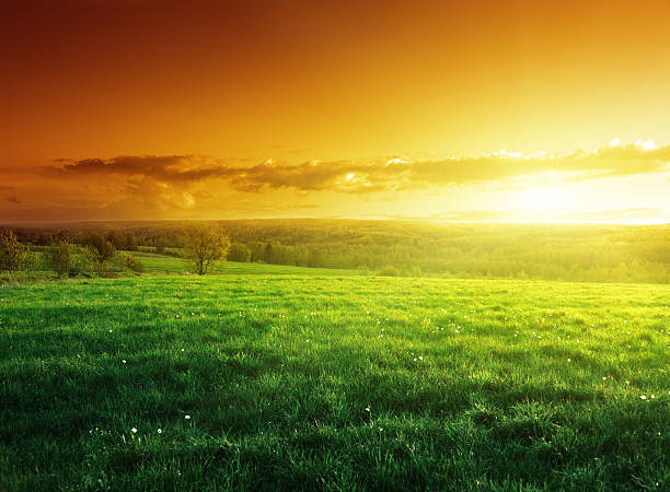 istock field of spring grass in sunset time 465100452