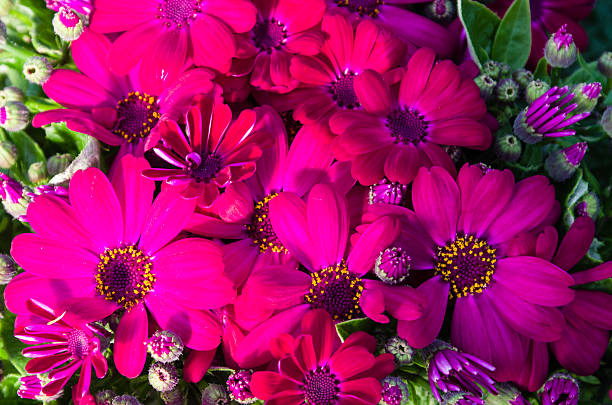 Red cineraria maritima flowers in bloom A group of colorful red cineraria maritima flowers cineraria maritima stock pictures, royalty-free photos & images