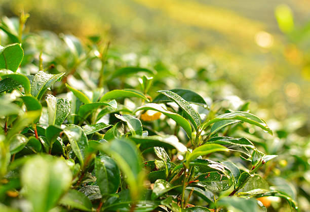 Tea Plantation Leafs stock photo