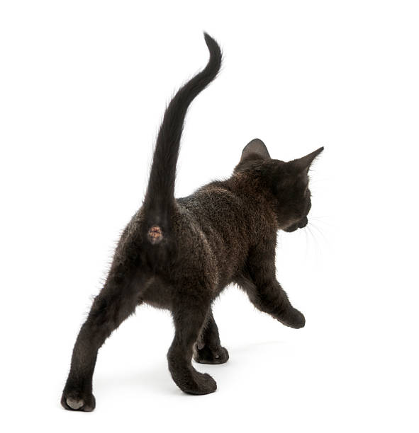 istock Rear view of Black kitten walking, 2 months old, isolated 465100947
