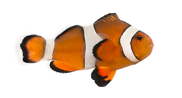 istock Ocellaris clownfish, isolated on white 465101063