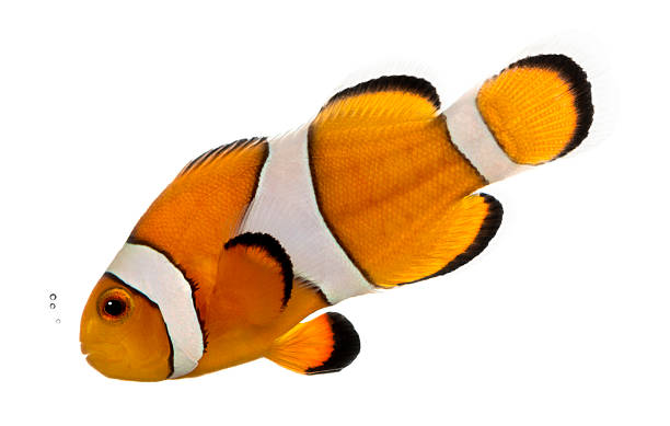 istock Ocellaris clownfish bubbling, isolated on white 465101075