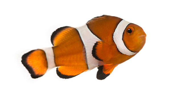 istock Ocellaris clownfish, isolated on white 465101077