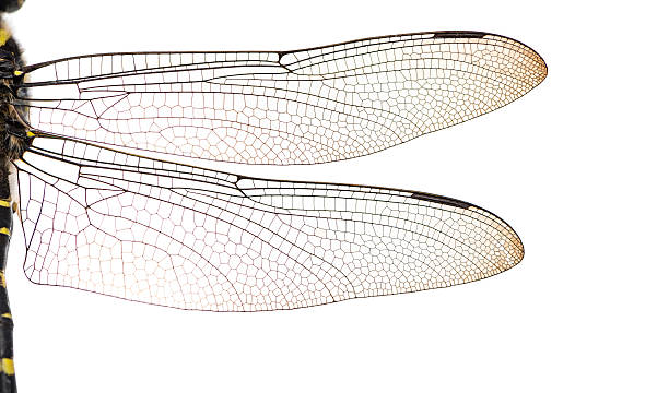 접사를 선으로나 cordulegaster bidentata 왜고너의 윙즈, 흰색 바탕에 그림자와 - dragonfly 뉴스 사진 이미지