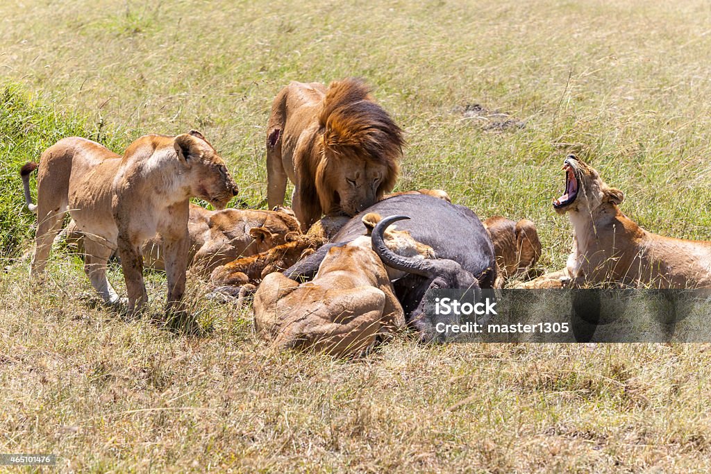 Lions Feeding Lions Feeding - lions eats the prey against the backdrop of the savannah, Kenya, Africa 2015 Stock Photo