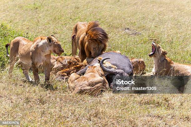 Lions Feeding Stock Photo - Download Image Now - 2015, Africa, African Culture