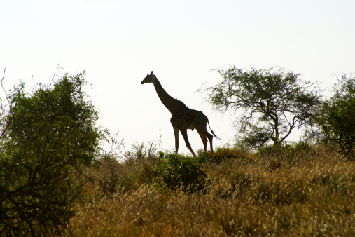 Giraffe walking through the grasslands. Masai Mara; Kenya.