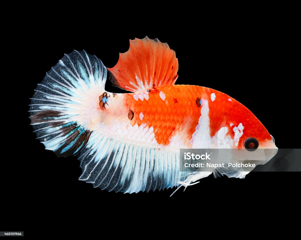 Betta fish, isolated on black background. Betta fish, siamese fighting fish, betta splendens isolated on black background 2015 Stock Photo